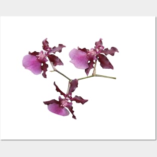 Orchid Cluster Posters and Art